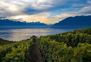 Lavaux Photo: Ann Abel