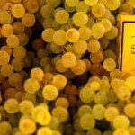 Anmeldung Mondial du Chasselas 2024