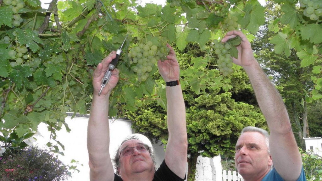 Auby, treille de chasselas Photo: La Voix du Nord