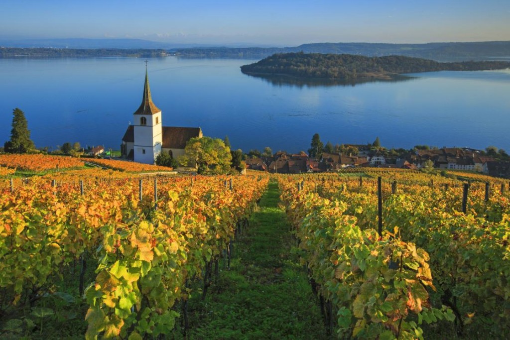 Der Boden, das Klima und die Verarbeitung der Chasselas-Weine am Bielersee unterscheidet sich von jenen aus dem Wallis und der Waadt. (Bild: PD)