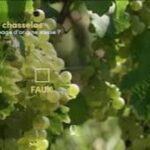 Quelle est l’origine du chasselas, ou fendant chez les Valaisans ?