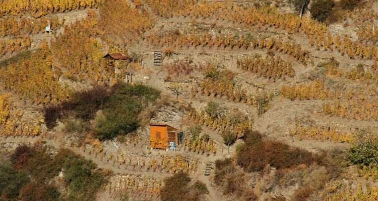 detail-of-vispertermin-vineyards1-750×400