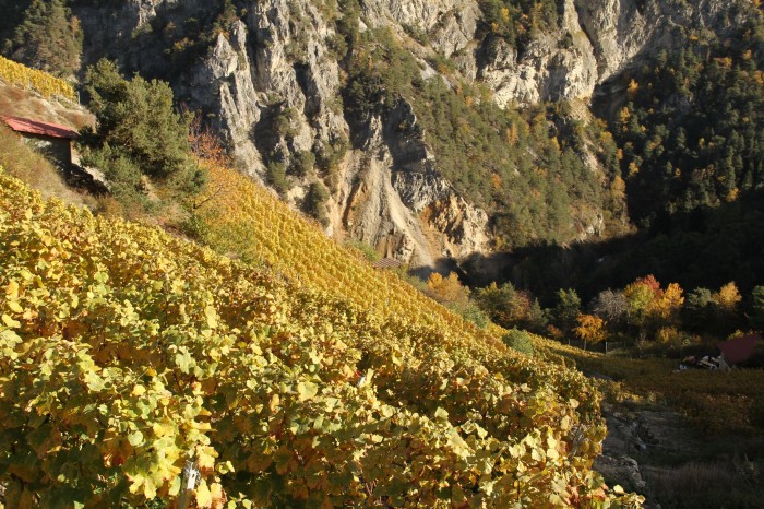 jean-rene-germanier-vex-vineyard-looking-down1-700×466