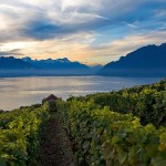 The Best Wine Region You’ve Never Heard Of: The Lavaux And The Swiss Riviera