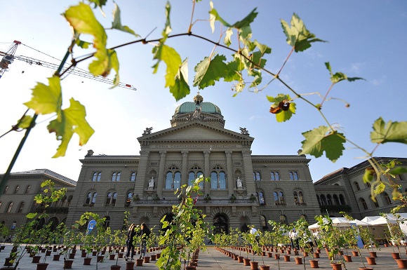 Féchy plante un vignoble éphémère sur la Place fédérale de Berne