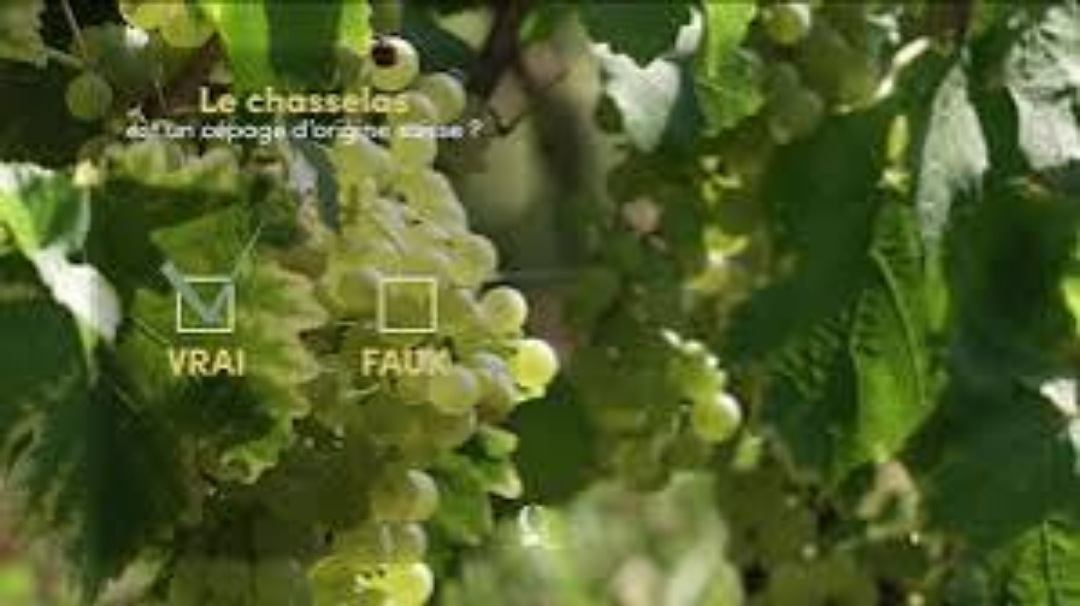 Quelle est l’origine du chasselas, ou fendant chez les Valaisans ?