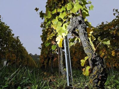 Mondial du chasselas et Mondial du pinot
