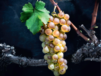 Chasselas : un roi sous la loupe